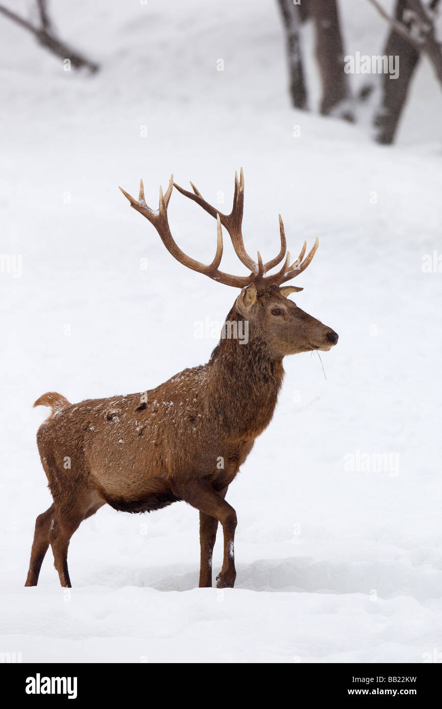 Red Deer (Cervus elaphus). Stag walking in snow Stock Photo