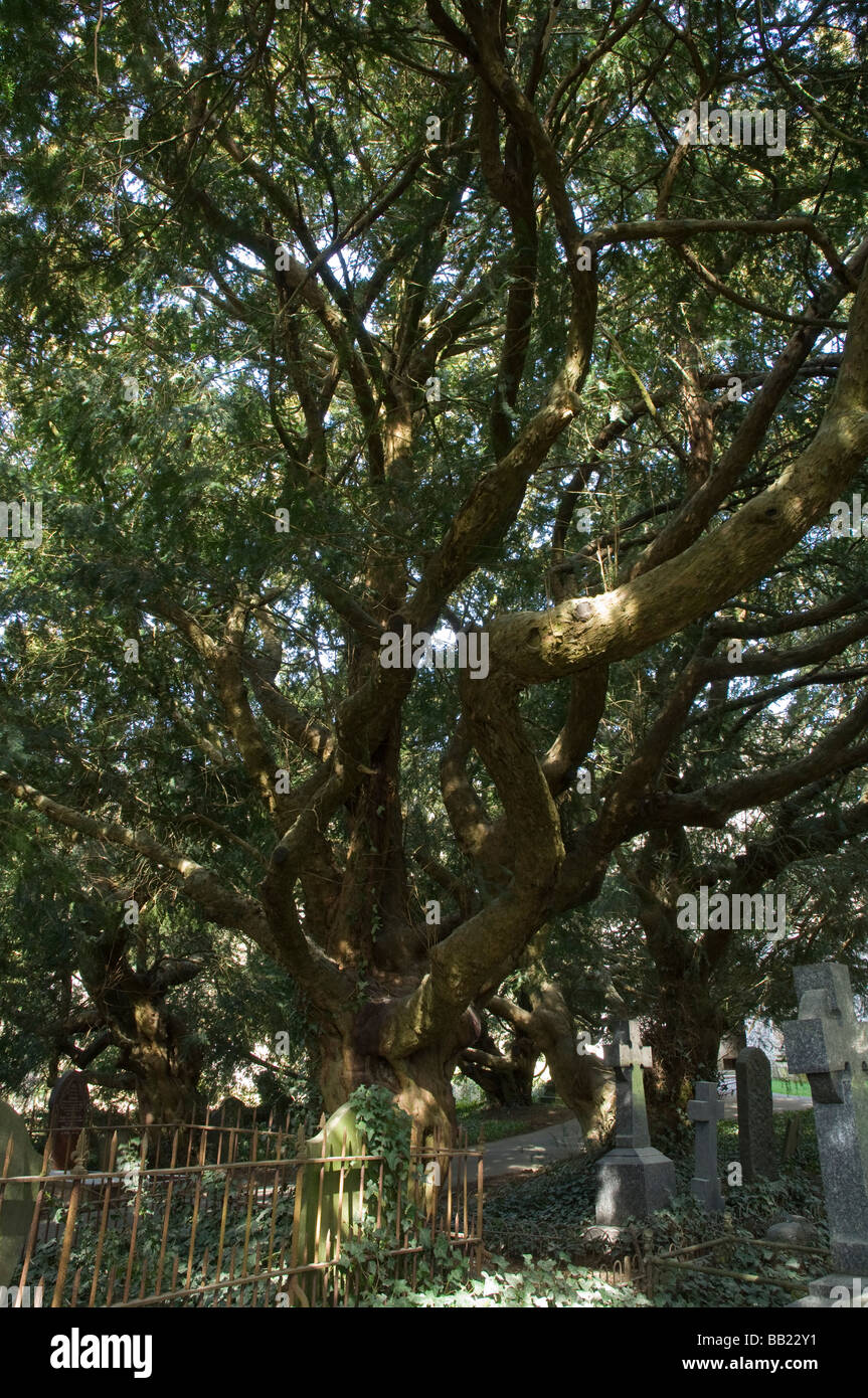 Bleeding yew tree, Nevern Church, Pembrokeshire Stock Photo Alamy