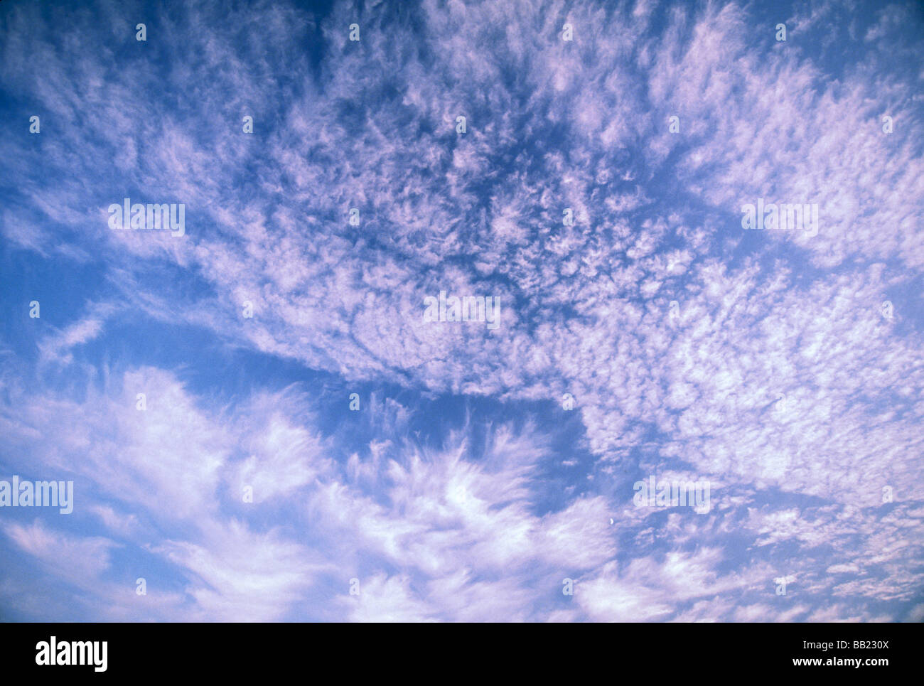 Fibratus hires stock photography and images Alamy