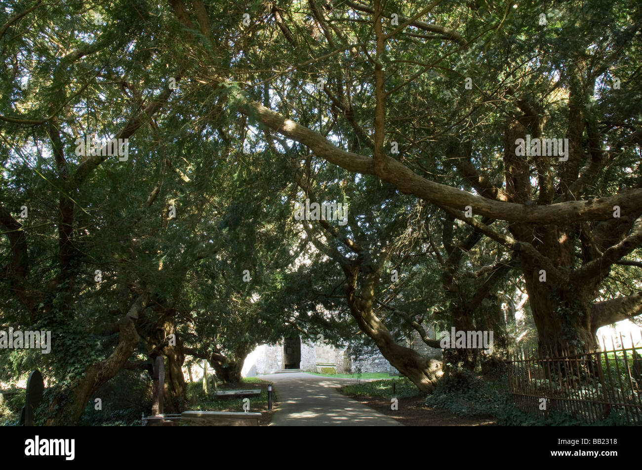Bleeding yew tree, Nevern Church, Pembrokeshire Stock Photo Alamy