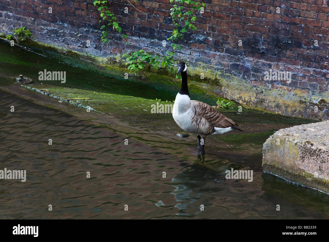 canada goose birmingham canada goose birmingham