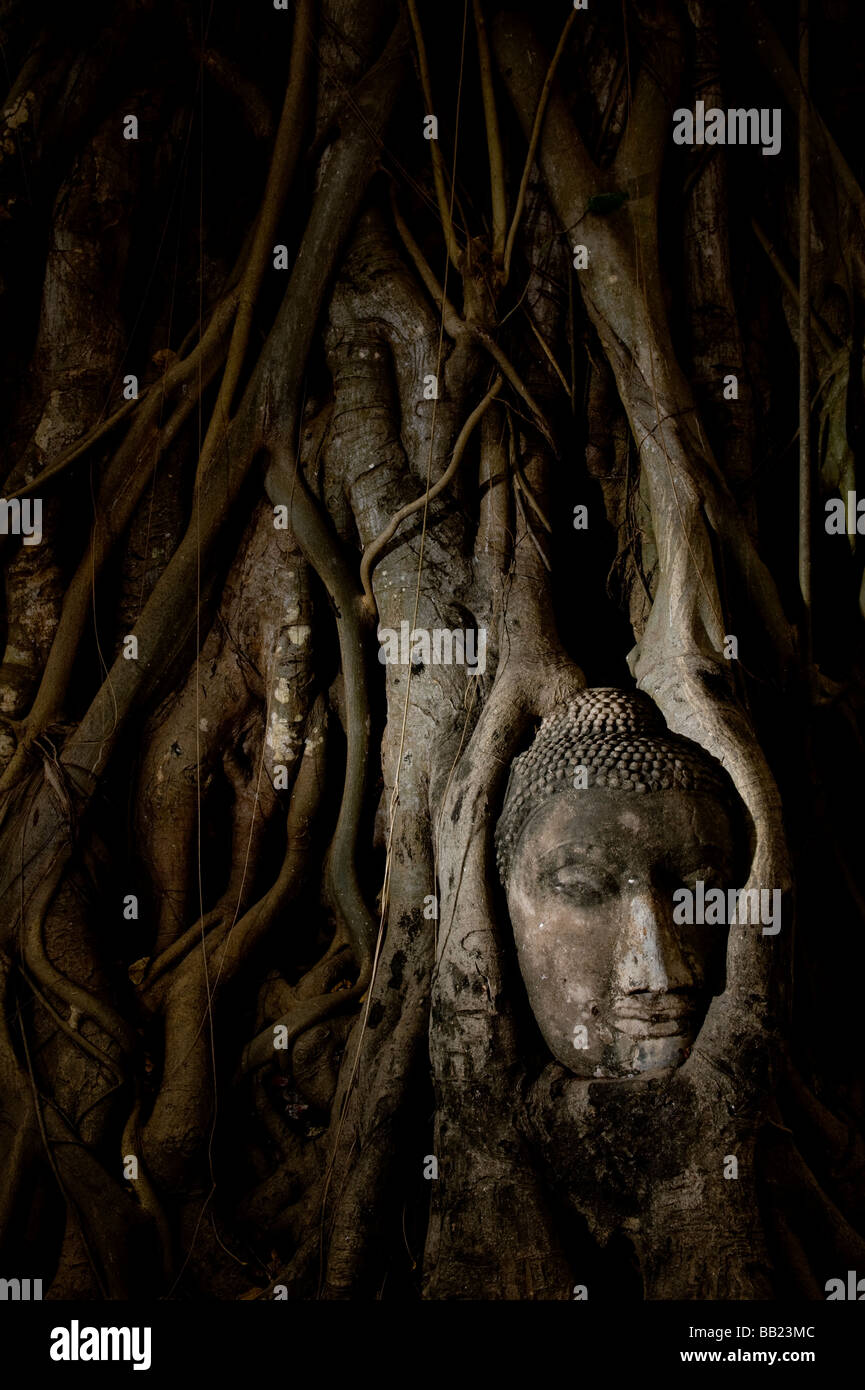 Buddha head embedded in tree root, Wat Phra Mahathat, Ayuthaya, Thailand Stock Photo
