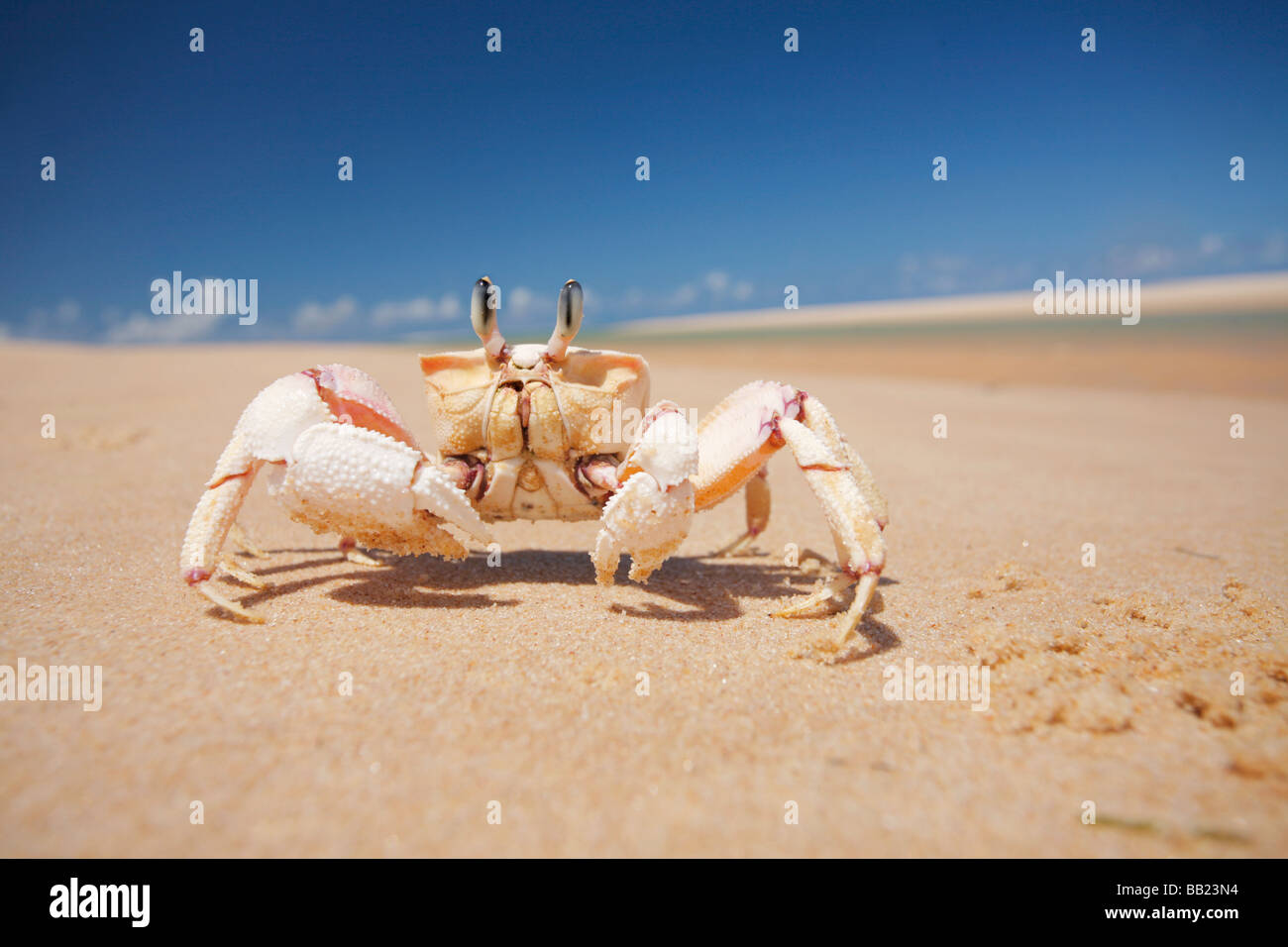 Ghost crab of the genus Ocypode on the golden sands of the Bazaruto Archipelago of the coast of Vilanculos Mozambique Stock Photo