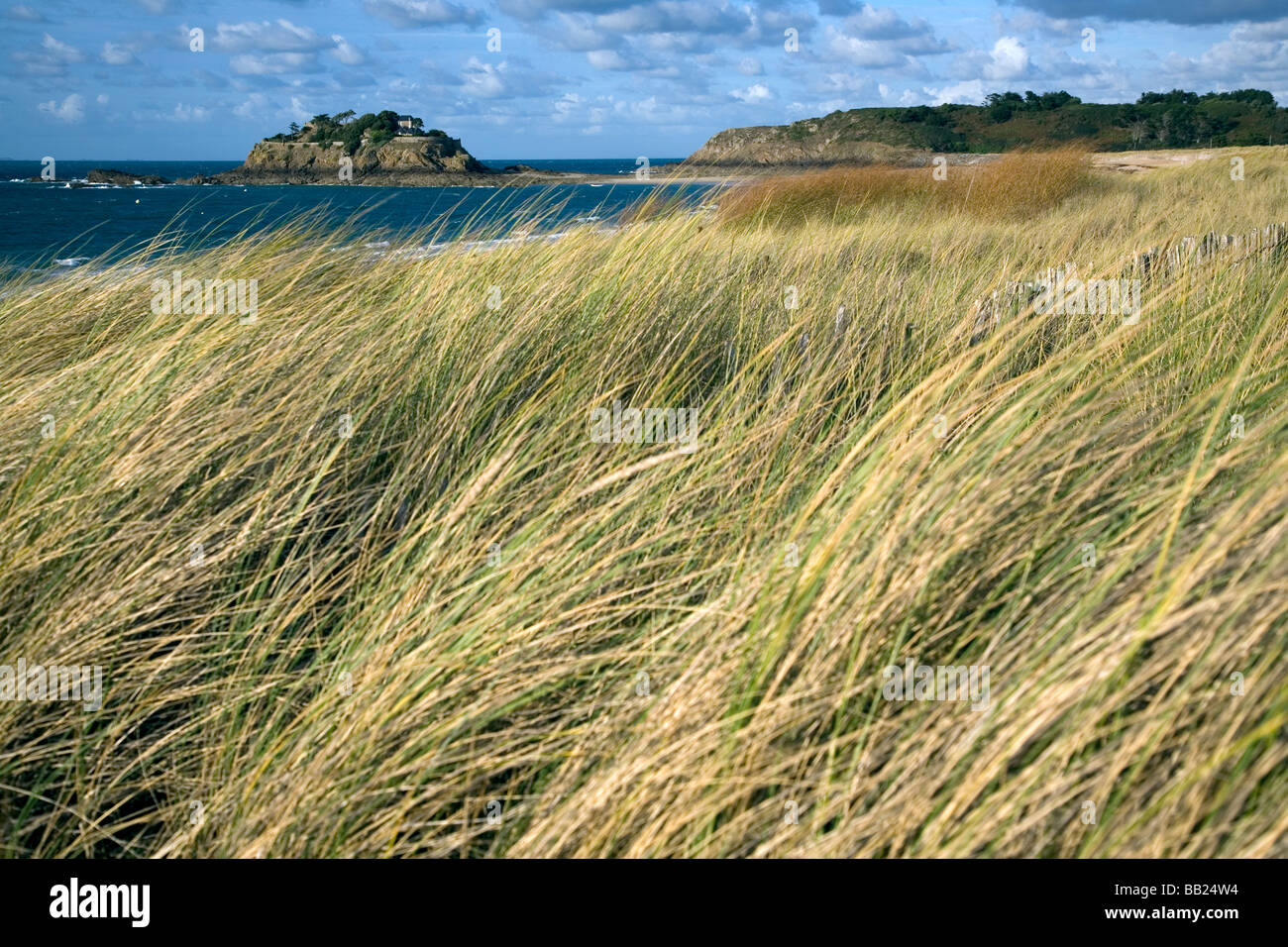 Dune and coastal protection using marram grass in Normandy Stock Photo