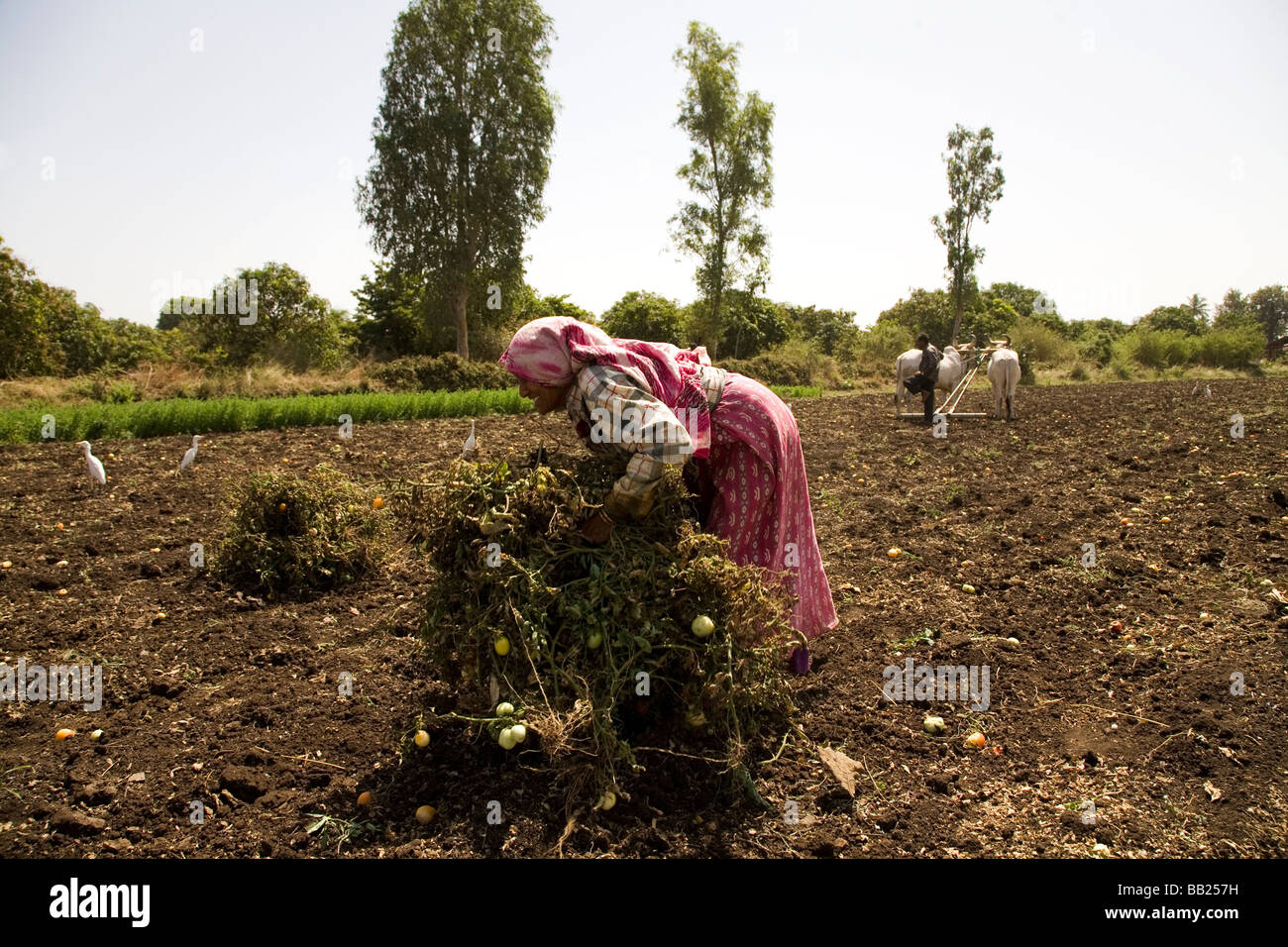 A female farm labourer works at the tomato harvest in a farmer's field