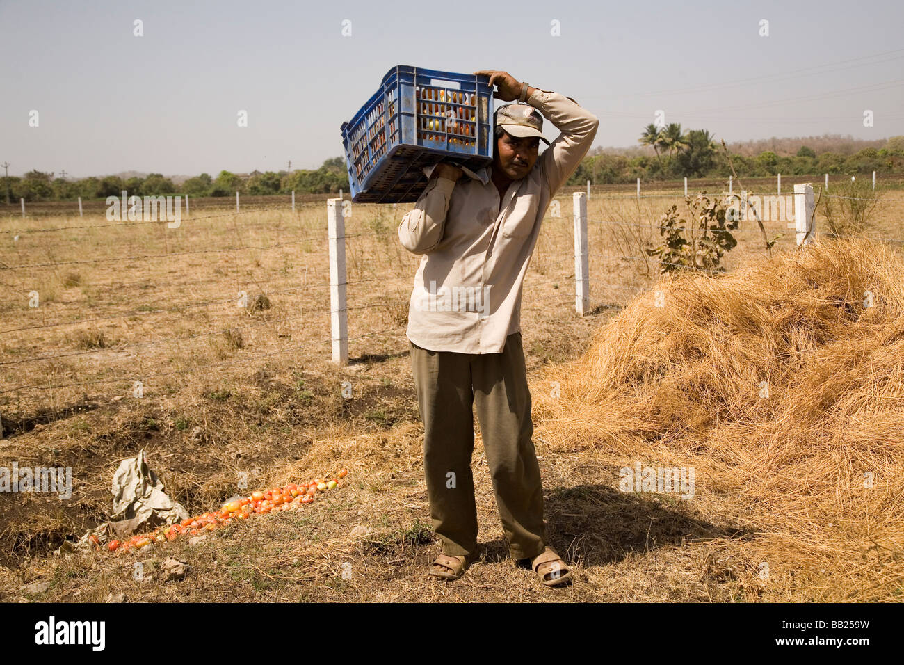 A farm labourer stands with a crate of harvested tomatoes in a farmer's