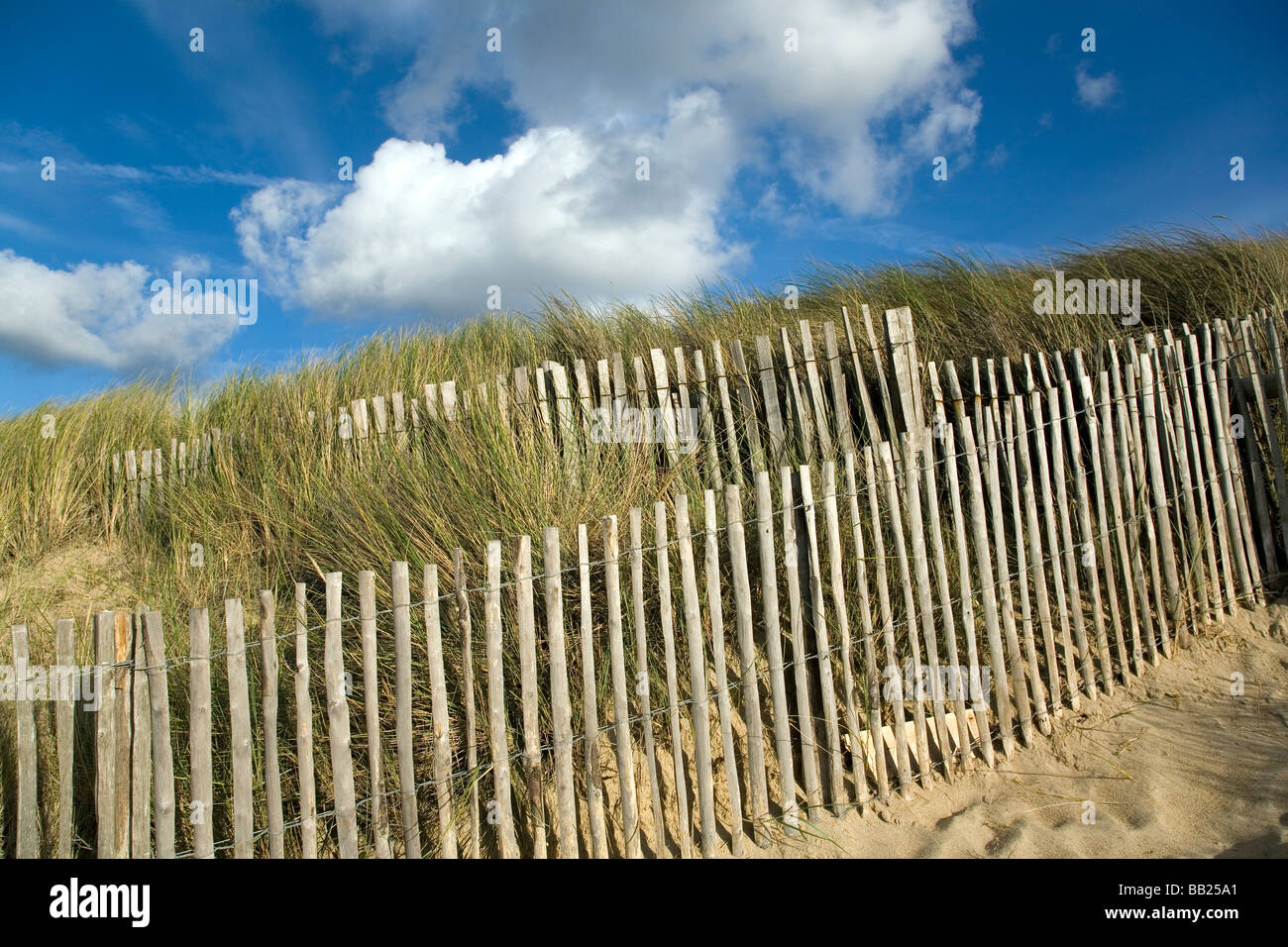 Dune and coastal protection using marram grass in Normandy Stock Photo