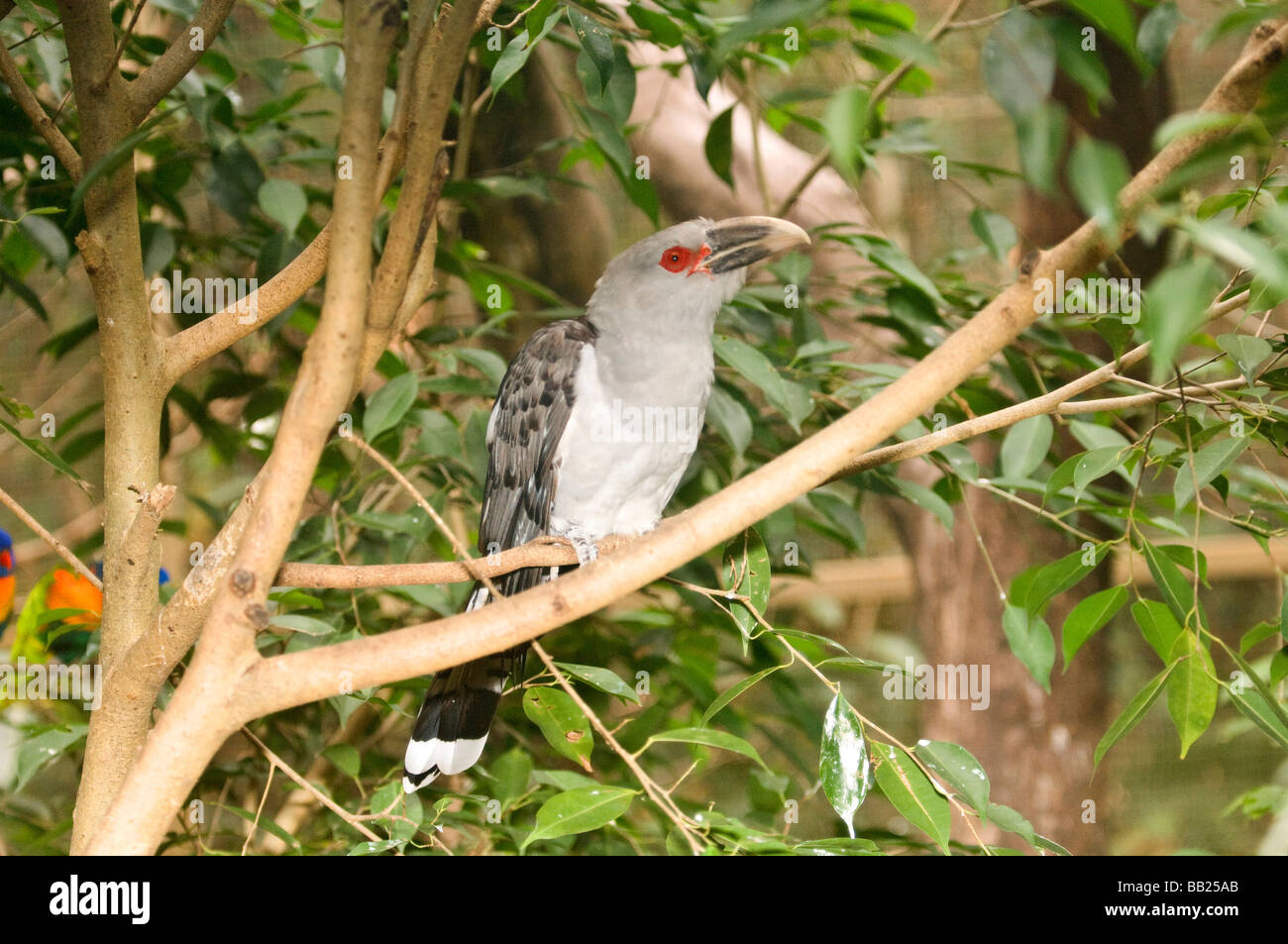 Channel-billed Cuckoo, Territory Wildlife Park, Northern Territory, Australia Stock Photo