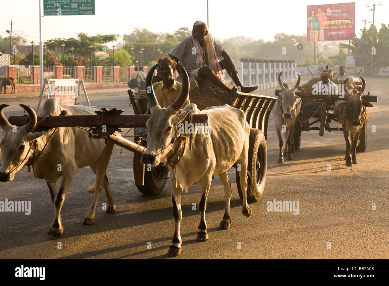 Bullock carts on the street in the small city of Thanjavur in Tamil Nadu, India. Stock Photo