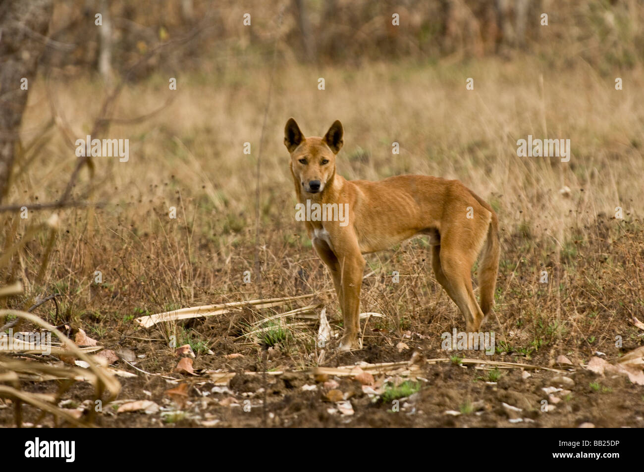 Dingo standing in the wilderness area in Australia Stock Photo