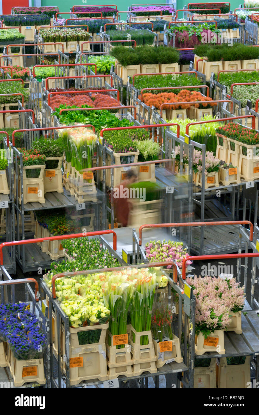 Europe, Netherlands, Holland, Aalsmeer, Aalsmeer Flower Auction Stock Photo