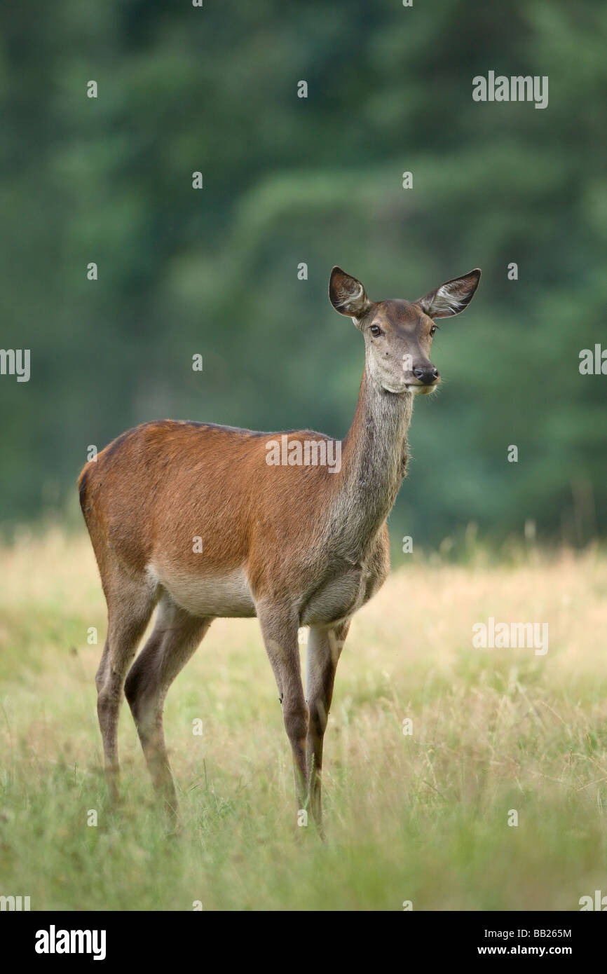 Red Deer (Cervus elaphus). Hind standing in grass Stock Photo
