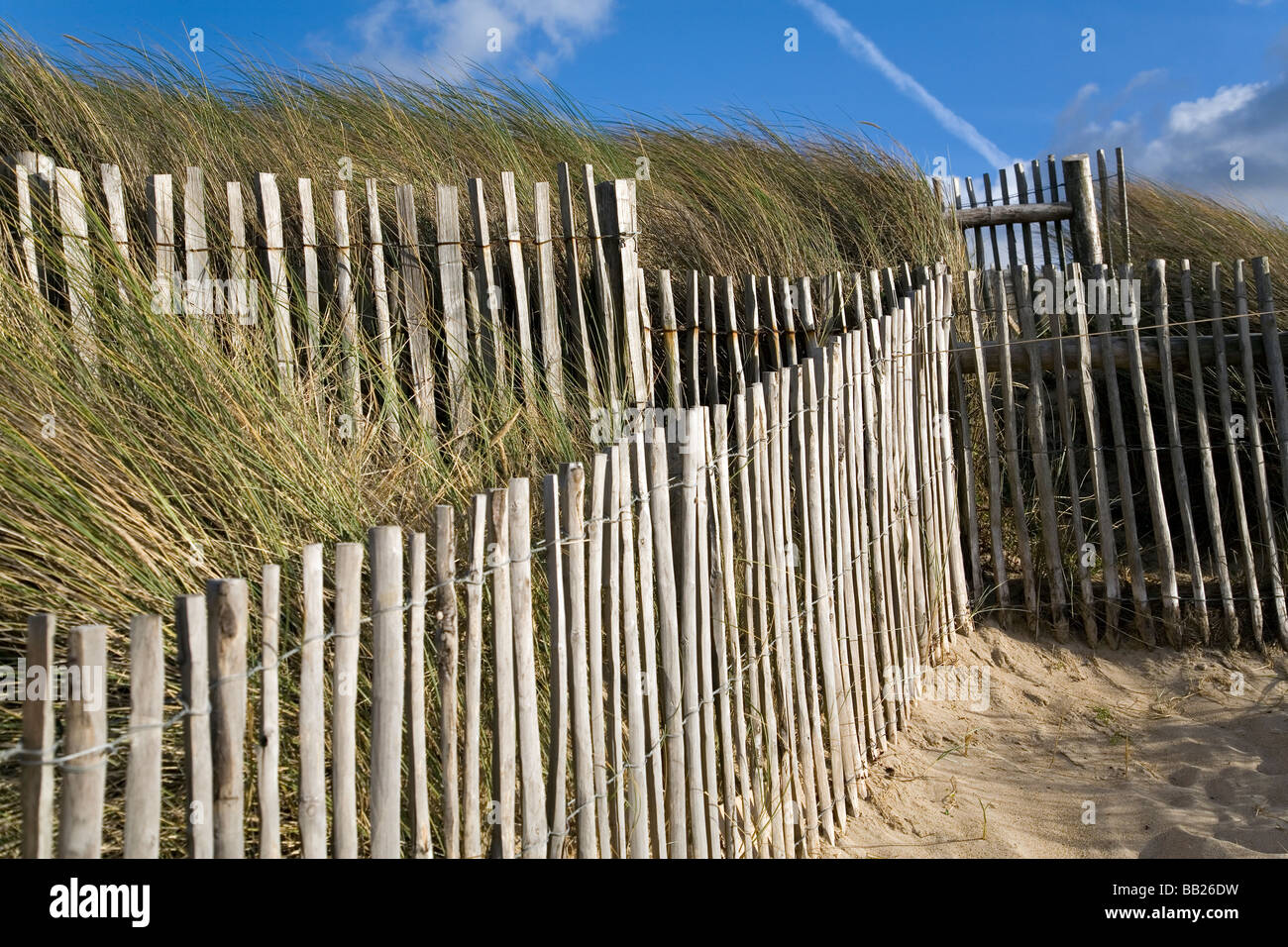 Dune and coastal protection using marram grass in Normandy Stock Photo