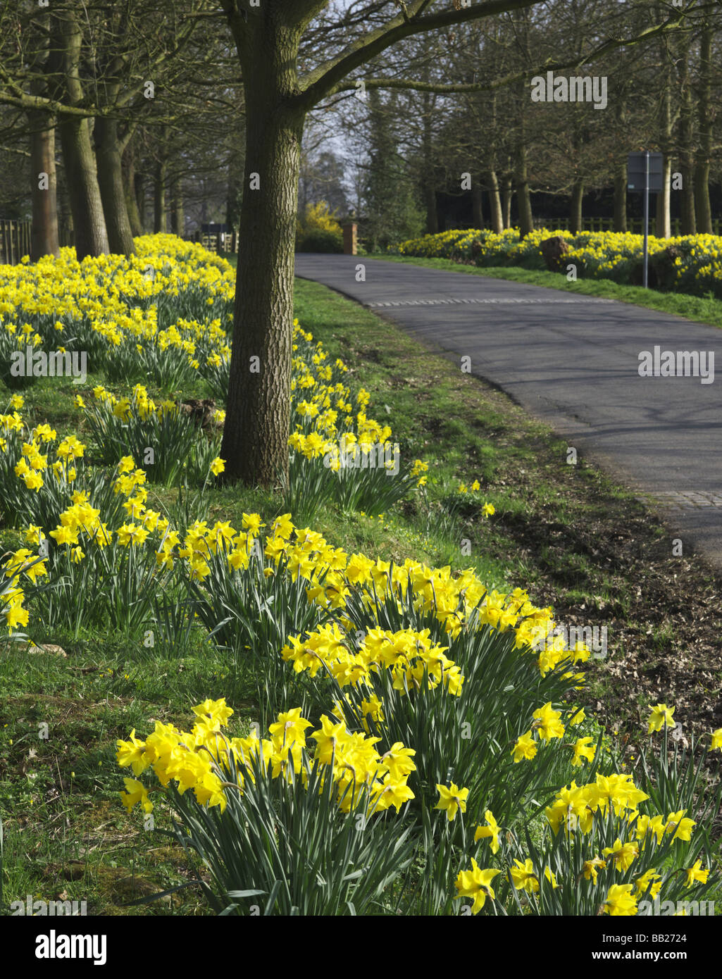 daffodil daffodils country lane spring Stock Photo Alamy