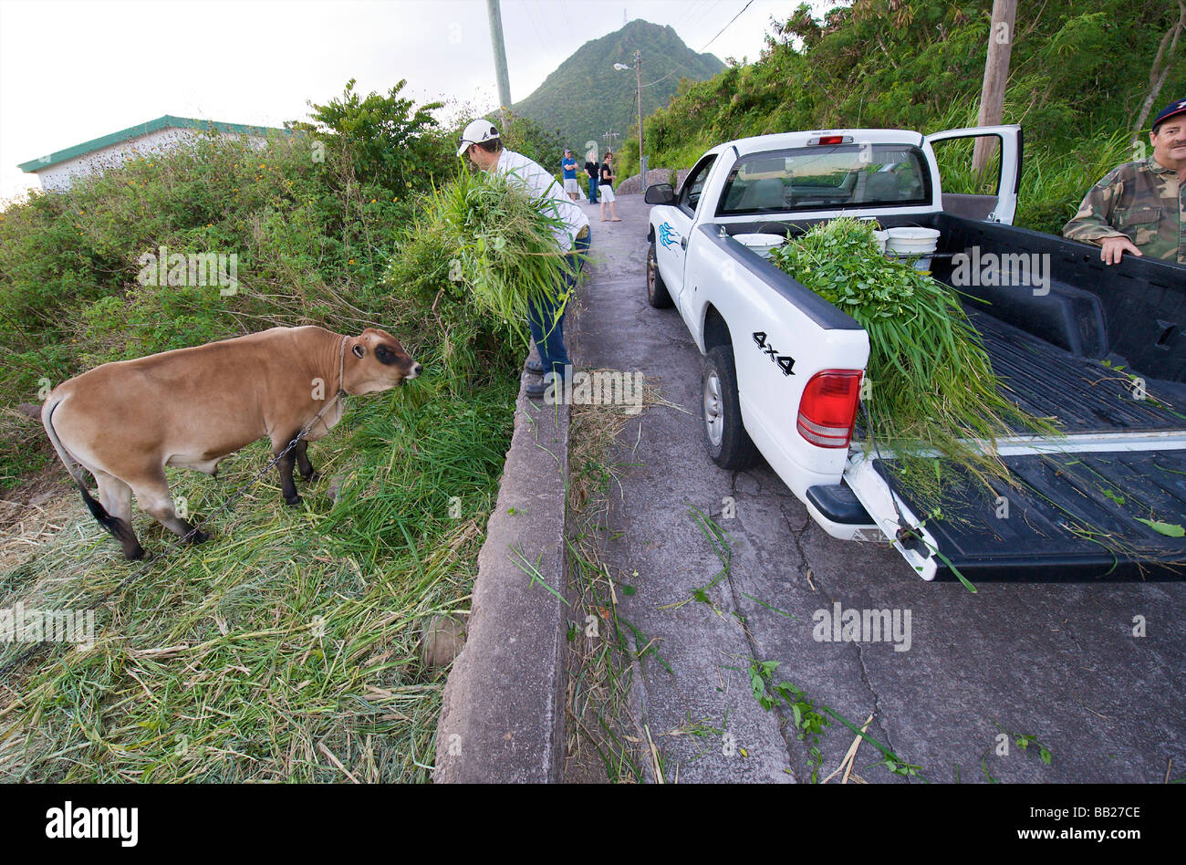 Saba feeding freshly cut grass to the cows Stock Photo
