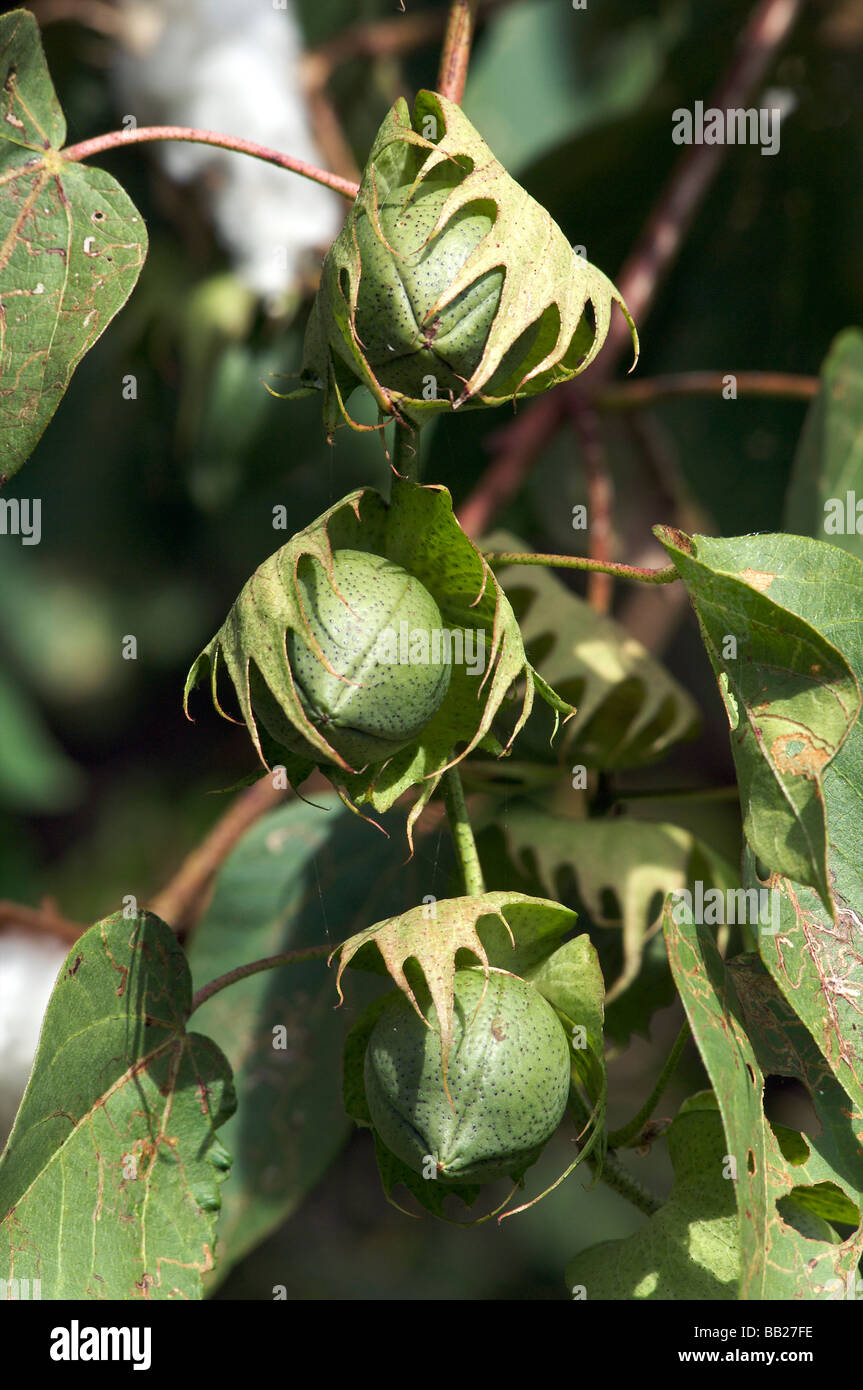 Cotton tree hires stock photography and images Alamy