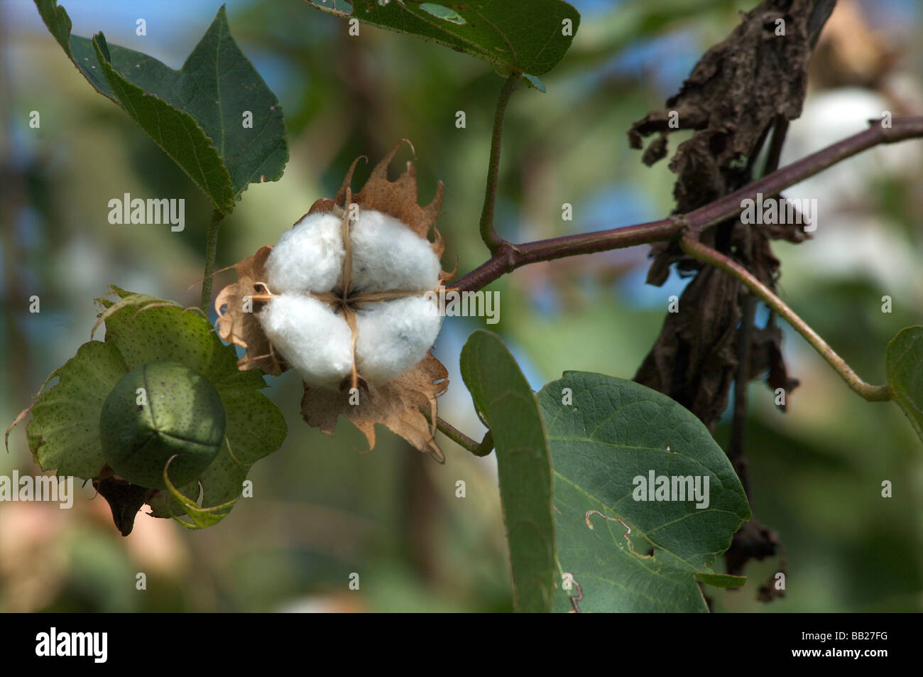 Cotton tree hires stock photography and images Alamy
