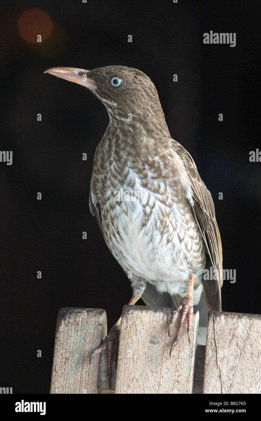 Sint Maarten local bird Stock Photo