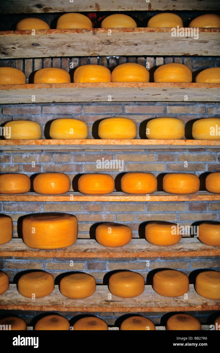 Europe, The Netherlands. Aging Cheese at the Cheese Factory near