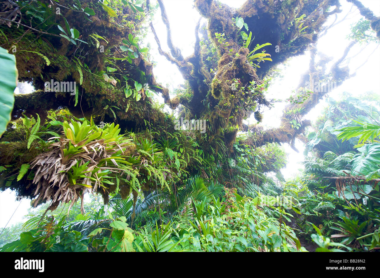 Saba Mt Scenery rainforest tropical vegetation Stock Photo