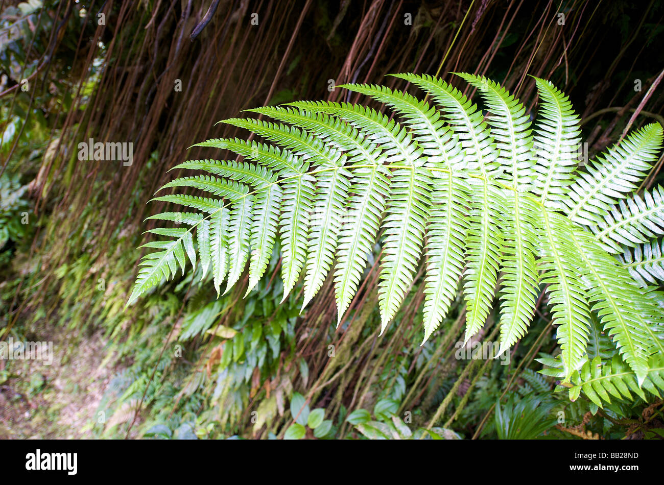 Saba Mt Scenery rainforest tropical vegetation Stock Photo