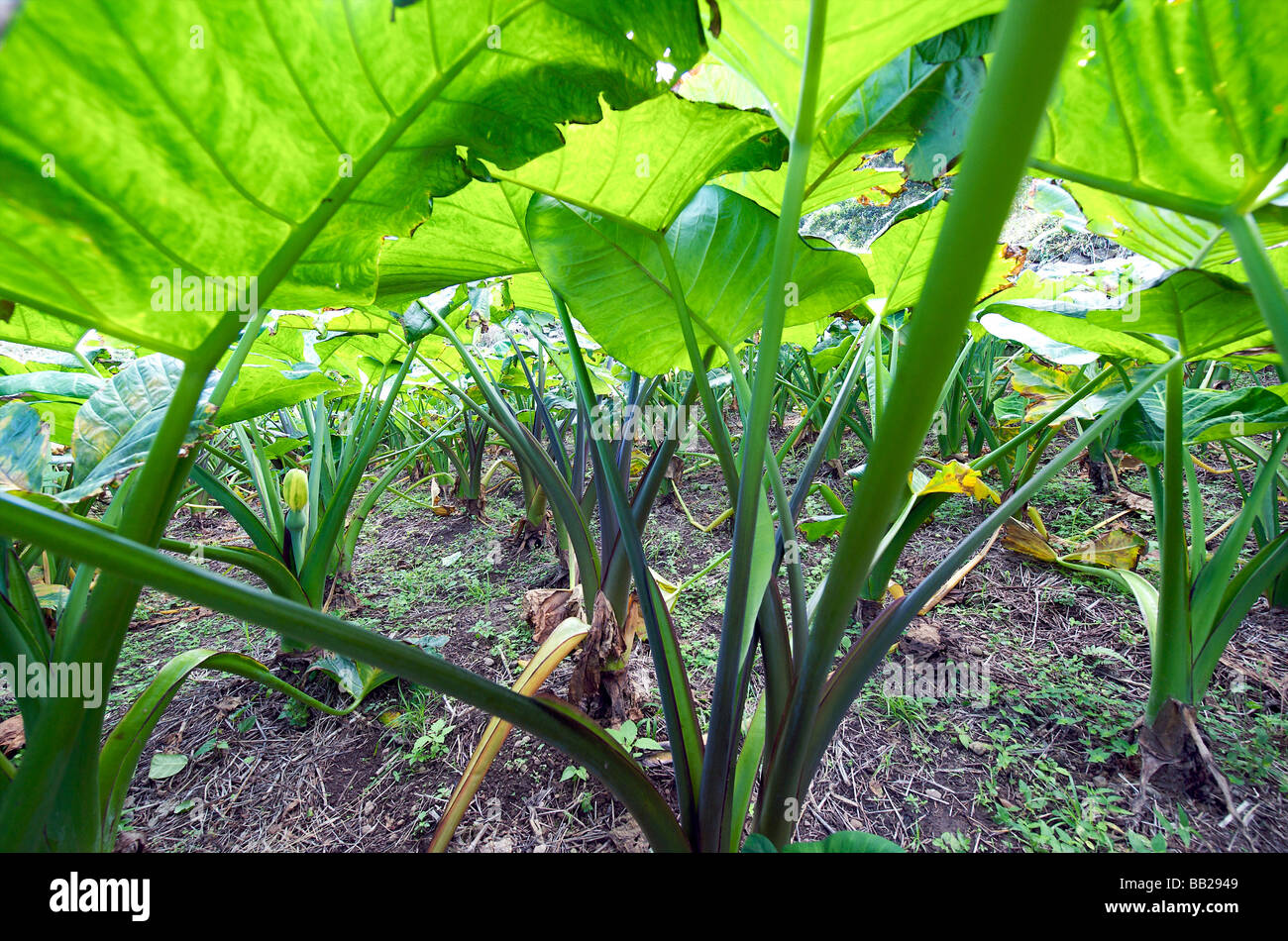 Saba small farmers plot on the slope of Mt Scenery Stock Photo