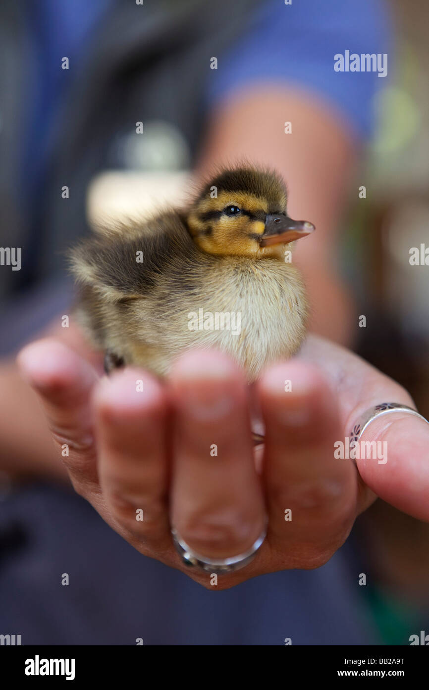 A Mallard duckling being held in a woman's hands Stock Photo