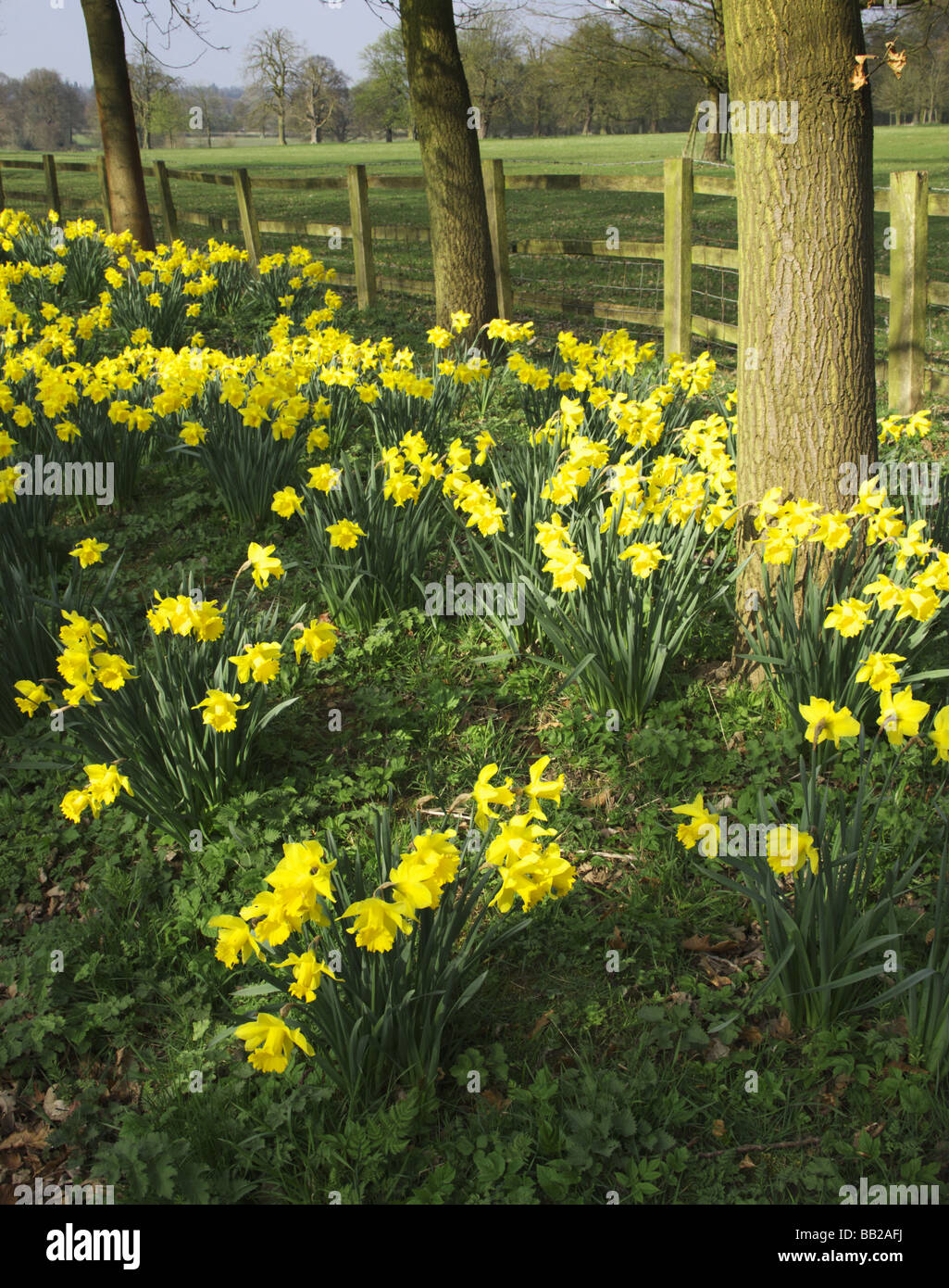 Yellow daffodil wild flowers growing wild in the countryside Stock