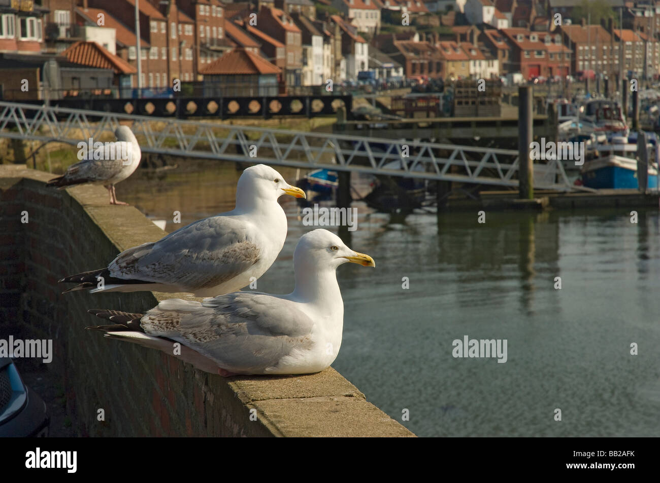 Close up of seagulls seagull bird birds resting on a wall overlooking ...