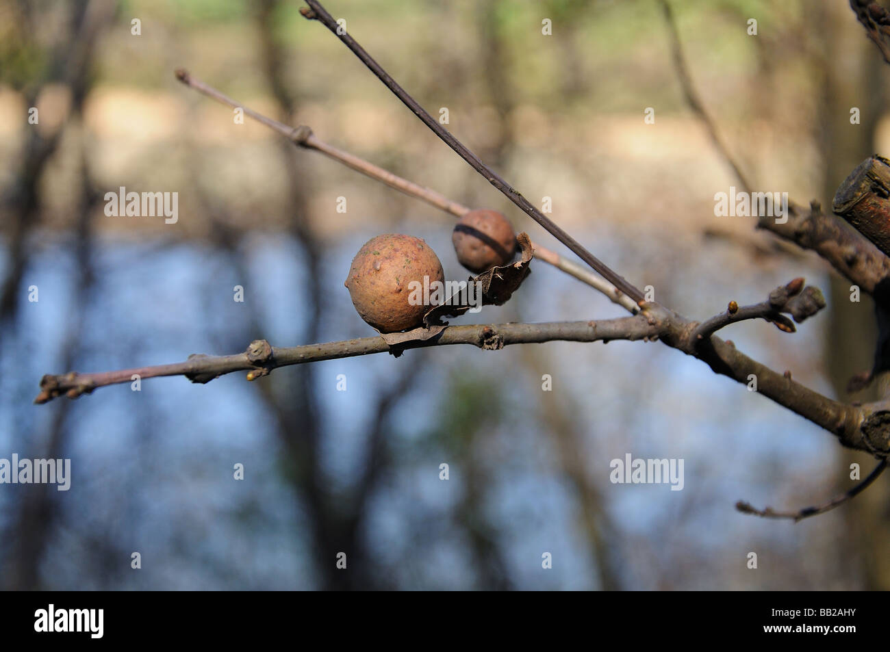 oak apple Stock Photo