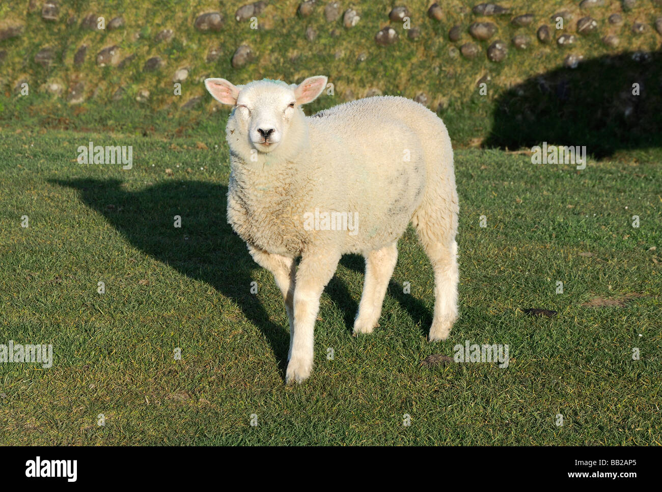 young, curious sheep Stock Photo