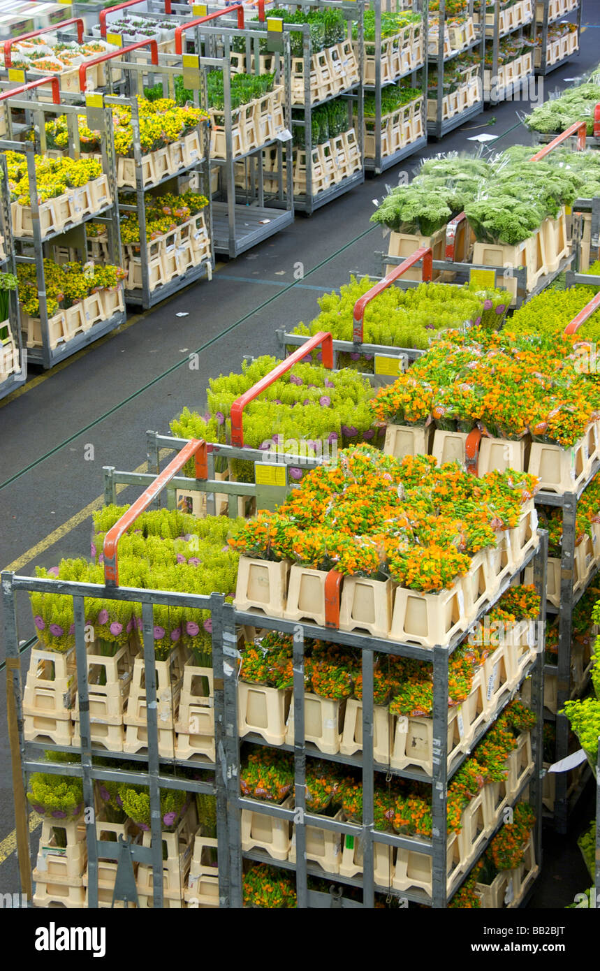 Flower warehouse holland hires stock photography and images Alamy