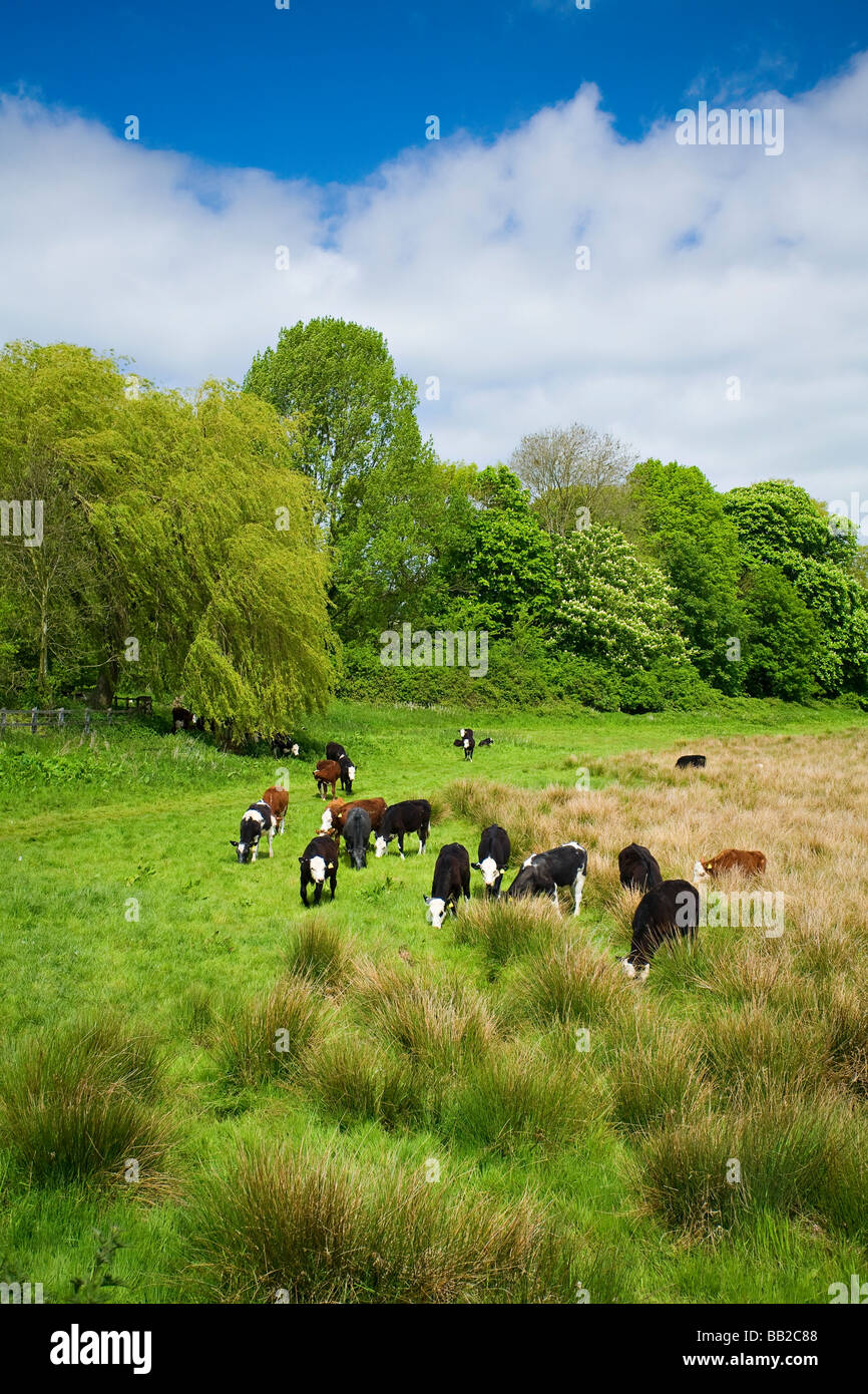 Herd of Holstein Friesian and Hereford cows grazing in field in Sussex countryside, UK Stock Photo