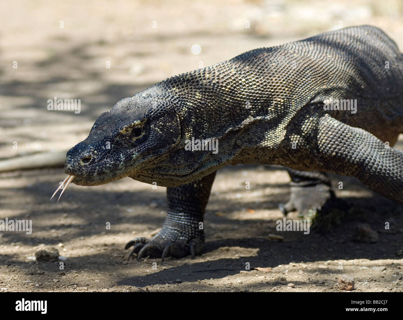 Komodo dragons use their long tongues to taste the air for the scent of