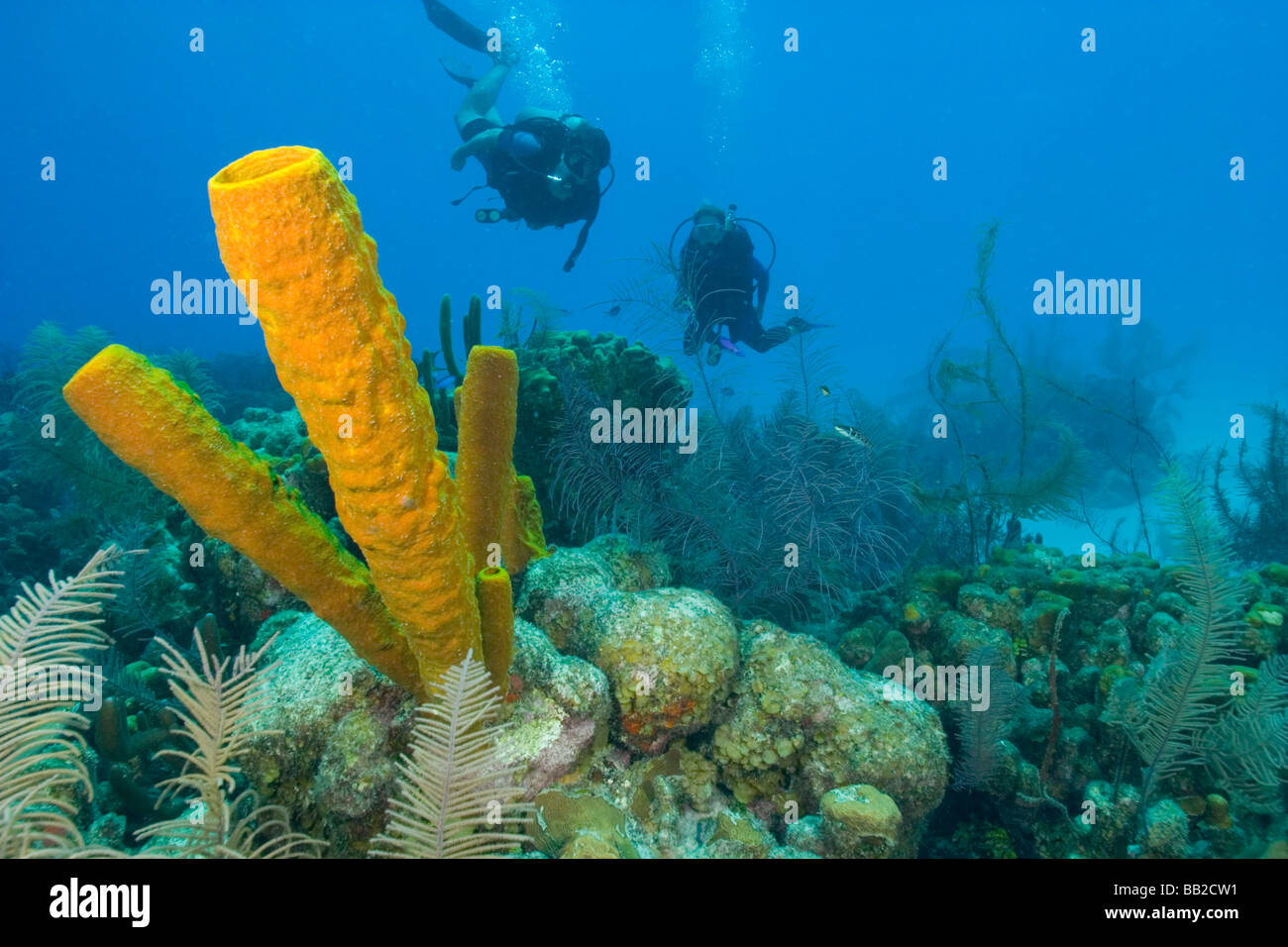 MR couple scuba diving vibrant sponge formations Half Moon Caye World Heritage Site Belize Barrier Reef Stock Photo