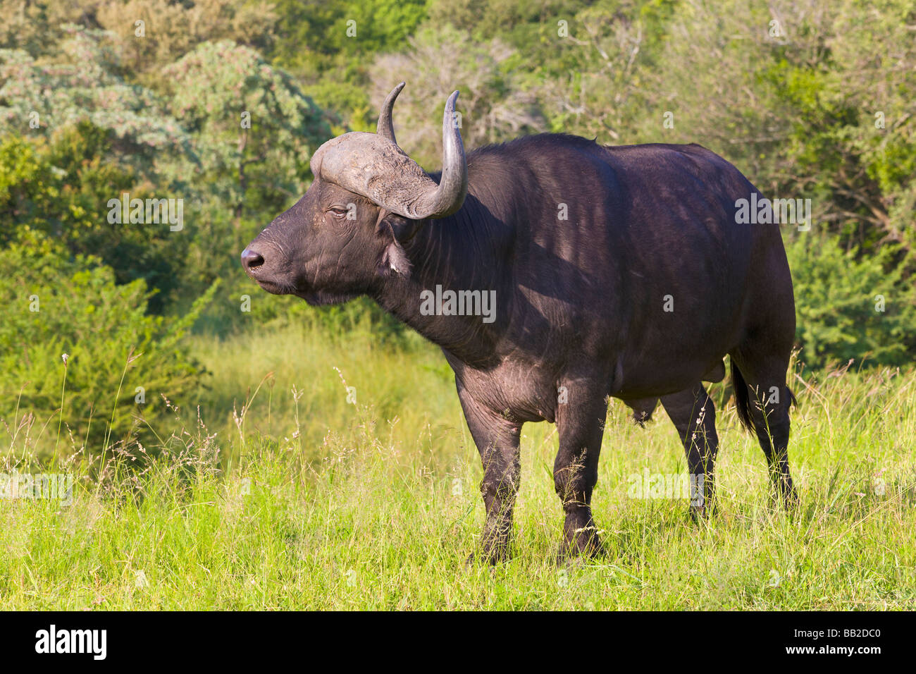 Water buffalo, Syncerus caffer, Private 'Game Reserve', 'South Africa' Stock Photo
