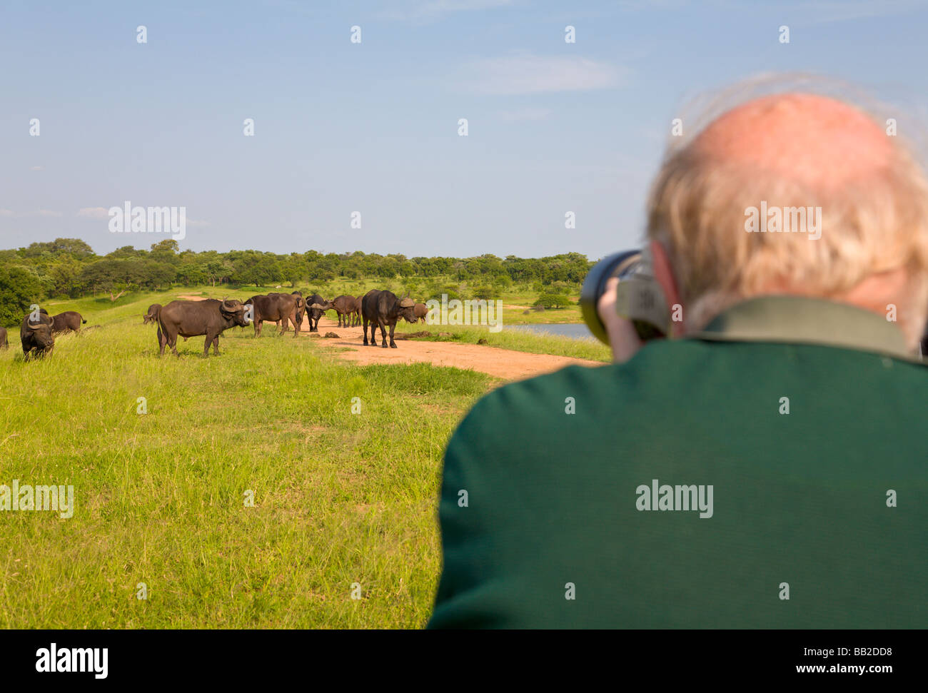 Professional photographer taking picture of Water buffalo, Syncerus caffer, Private 'Game Reserve', 'South Africa' Stock Photo