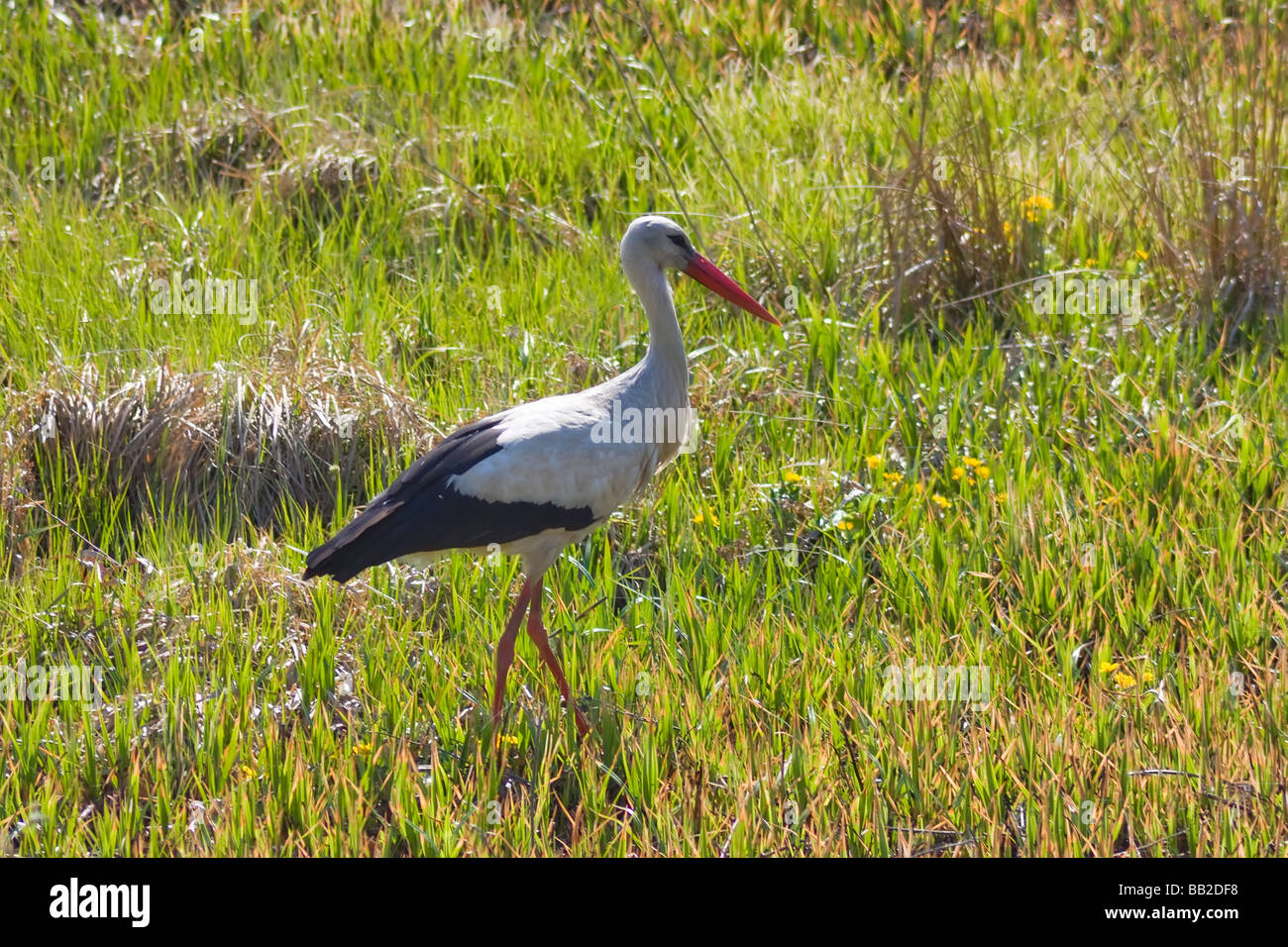 stork in the grass Stock Photo