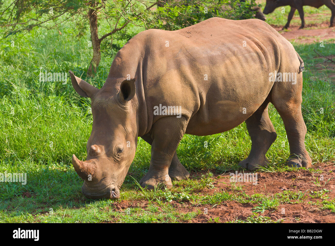 White rhino, Ceratotherium simum, Private 'Game Reserve', 'South Africa' Stock Photo