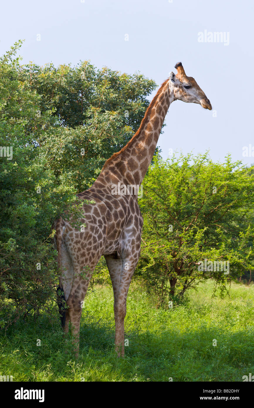 Giraffe, Giraffa camelopardarlis, Private 'Game Reserve', 'South Africa' Stock Photo