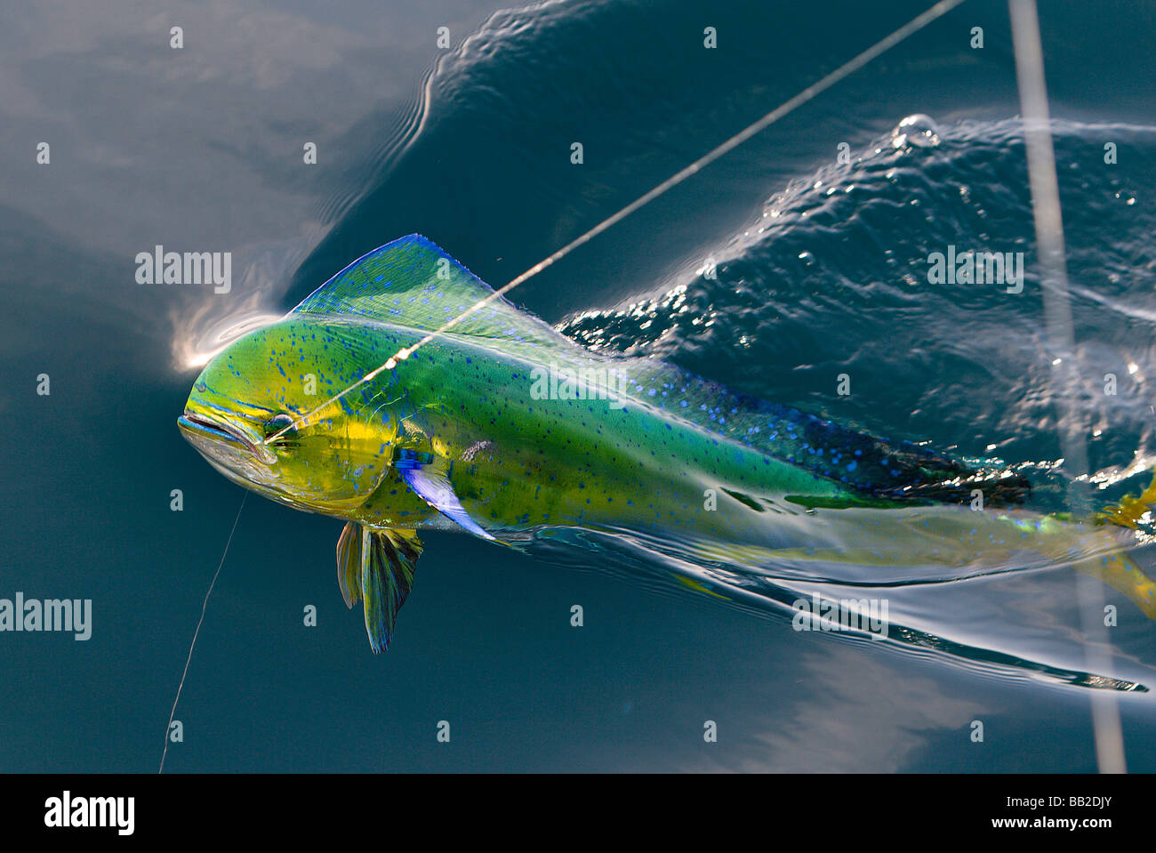 Dorado Fish Swimming at the Surface with a Fishing Line coming out of its  mouth Stock Photo - Alamy