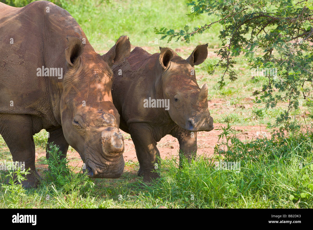 White rhinos, Ceratotherium simum, horn removed as protection against poaching, 'South Africa' Stock Photo