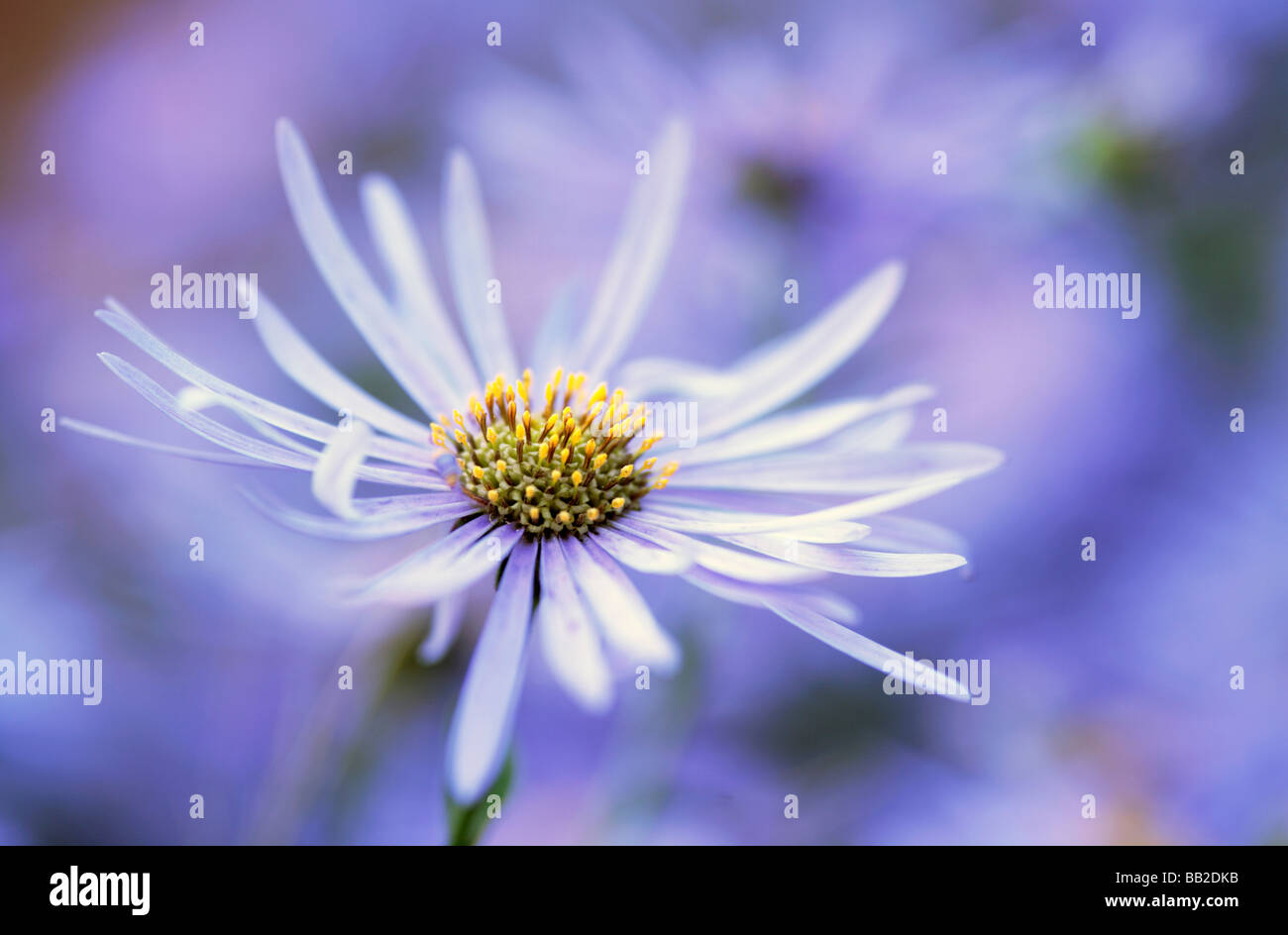 Aster flower Stock Photo