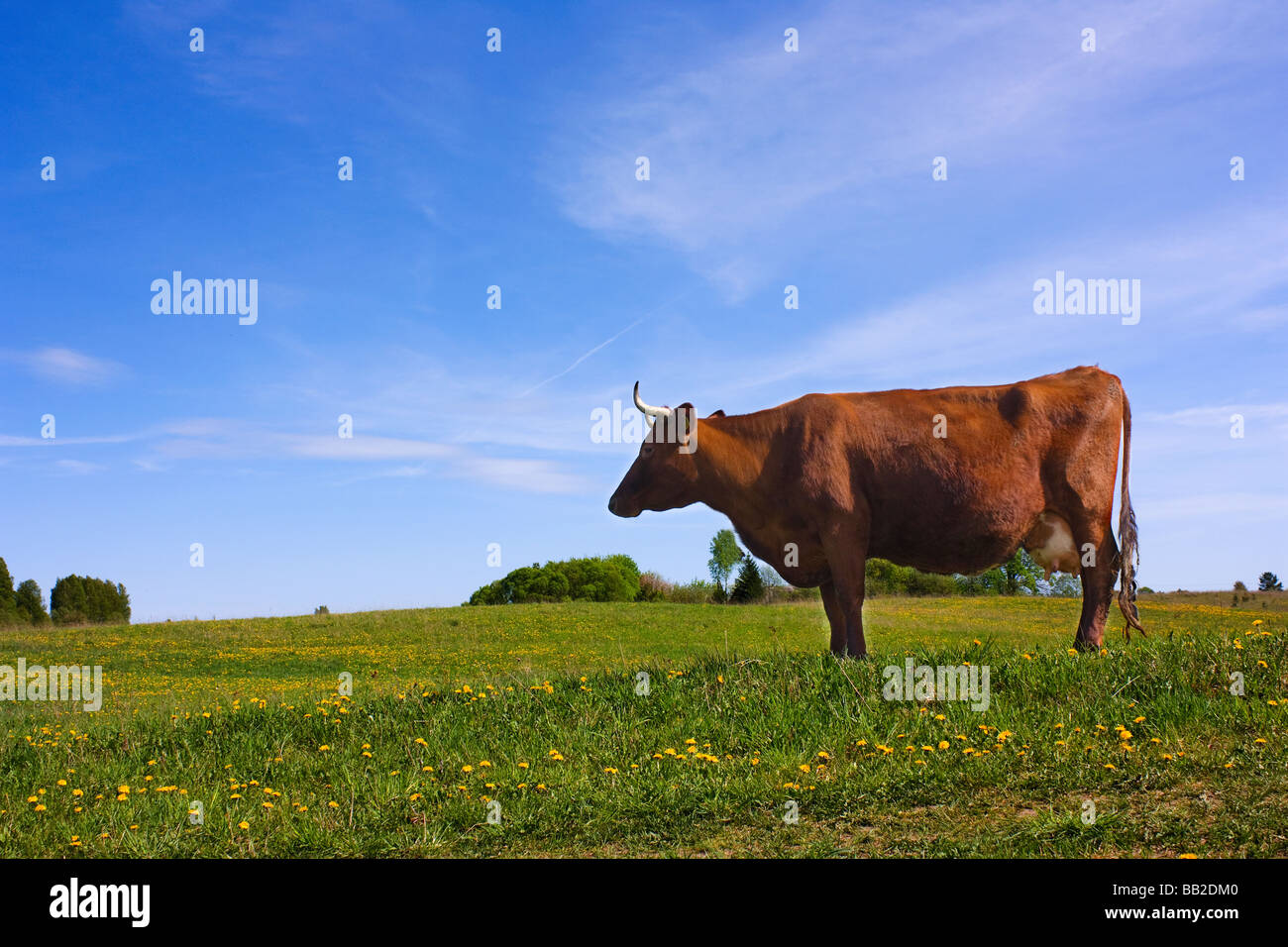 cow against a background of blue sky the grass dandelion Stock Photo