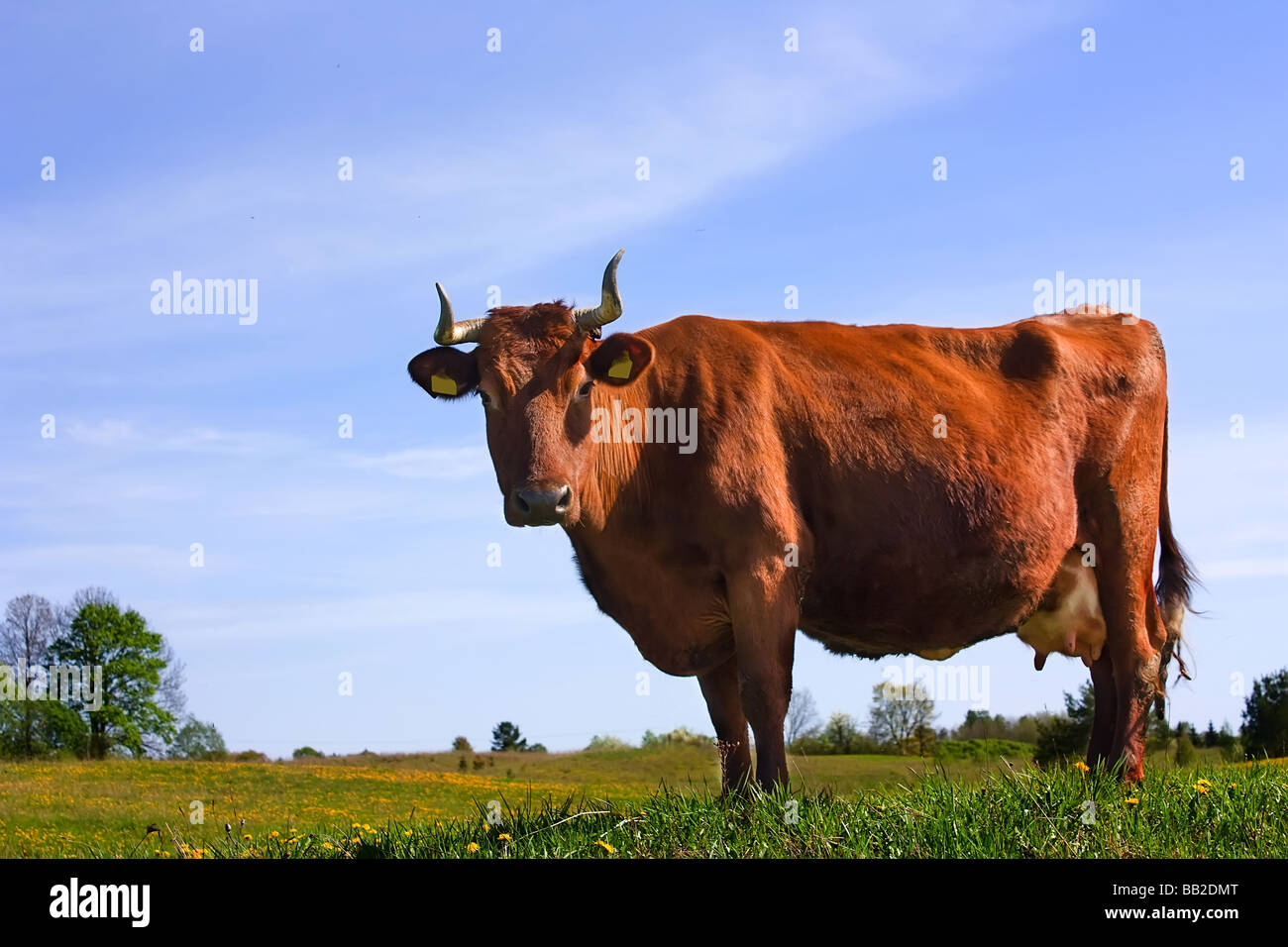 cow against a background of blue sky the grass dandelion Stock Photo