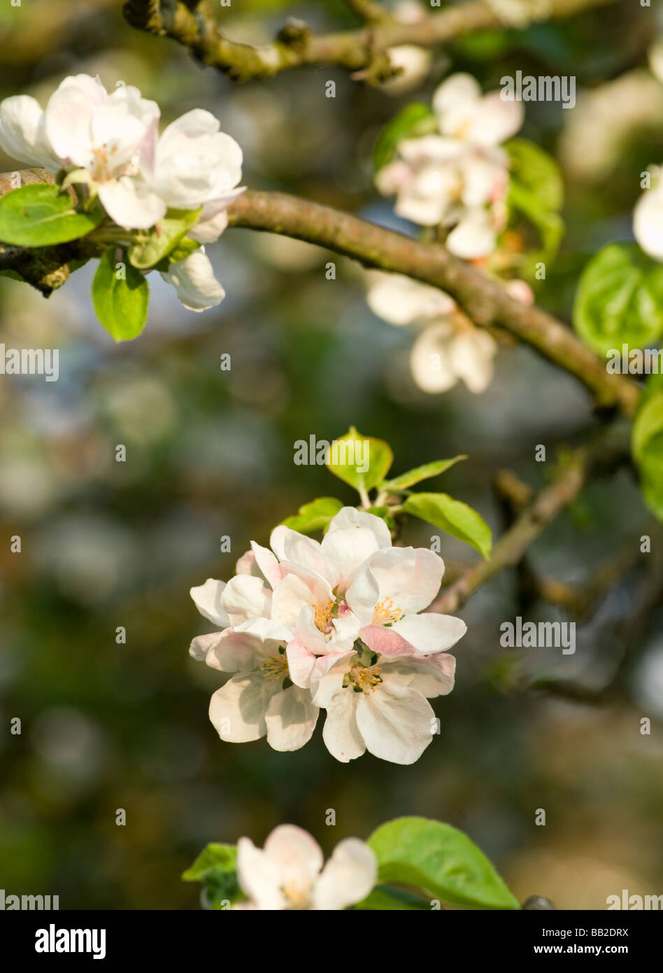APPLE BLOSSOM ON OLD APPLE TREE IN COTTAGE GARDEN UK Stock Photo