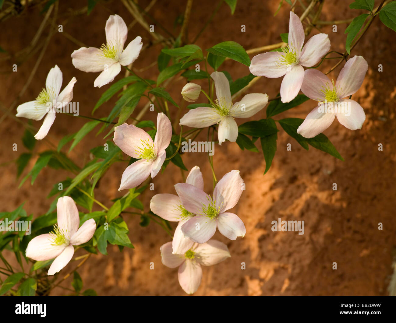 CLEMATIS FLOWERS ON COTTAGE WALL UK Stock Photo