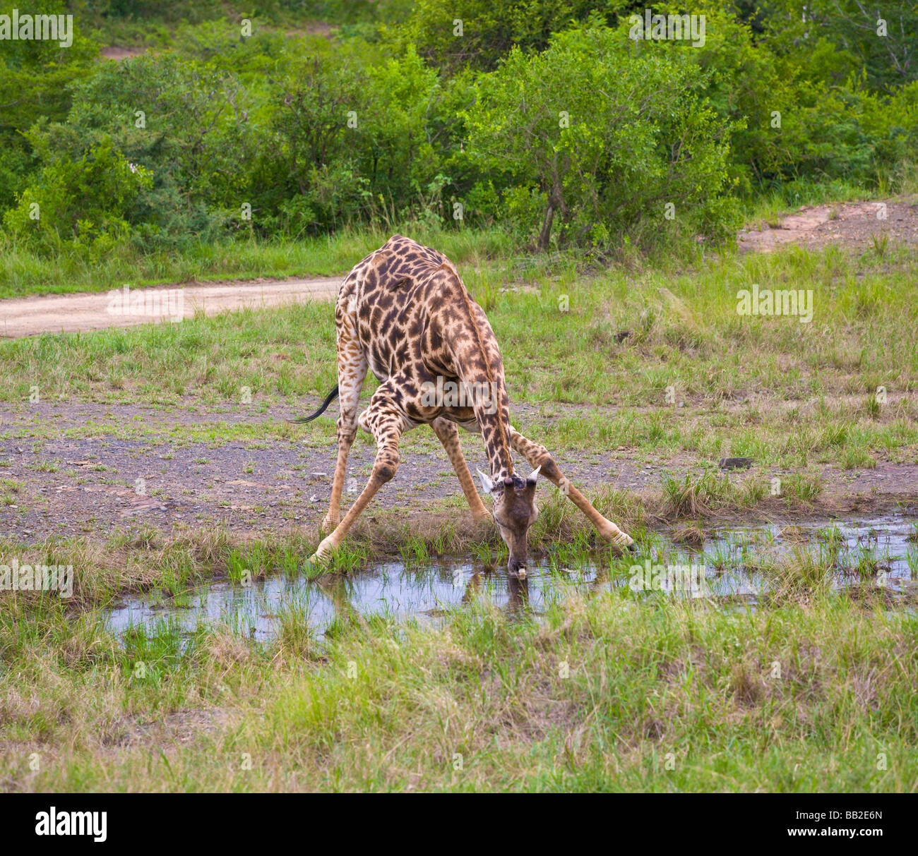 Giraffe drinking from a pool, Giraffa camelopardarlis, Hluhluwe Umfolozi 'Game Reserve', KwaZulu Natal, 'South Africa' Stock Photo