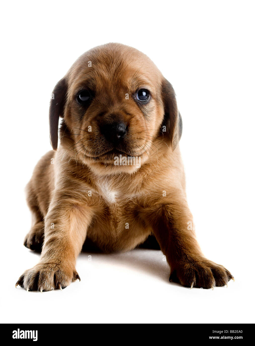 Little cute puppy isolated on white background Stock Photo - Alamy
