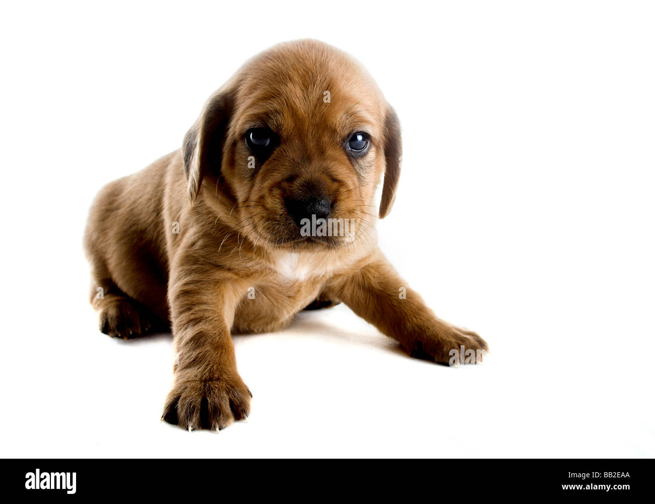 Little cute puppy isolated on white background Stock Photo - Alamy